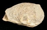 Triassic Fossil Shrimp From Madagascar #5162-2